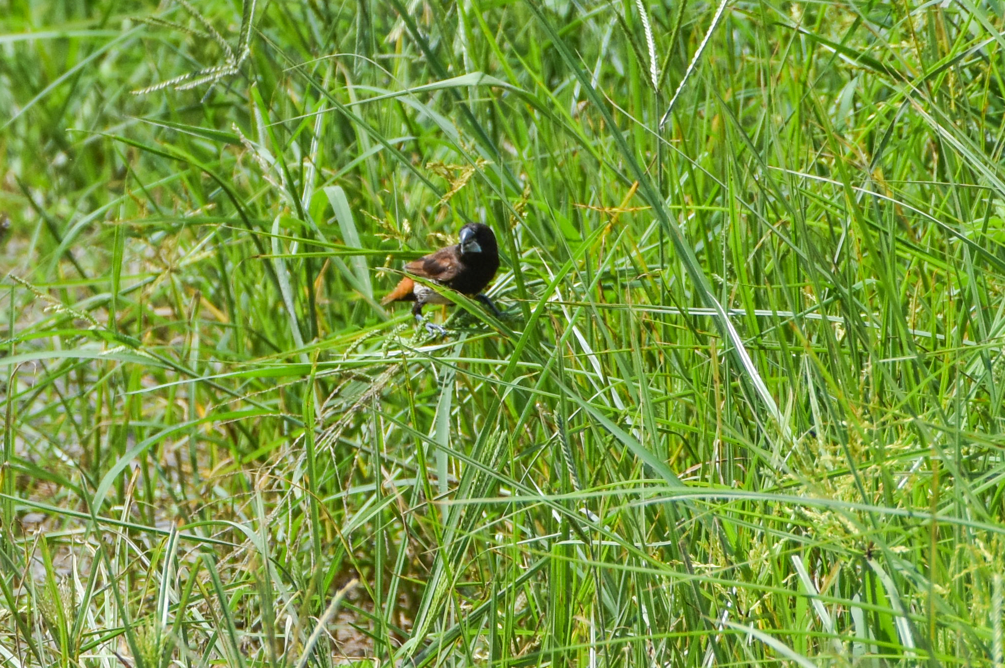 Buff-bellied Mannikin (Lonchura melaena), photo 3