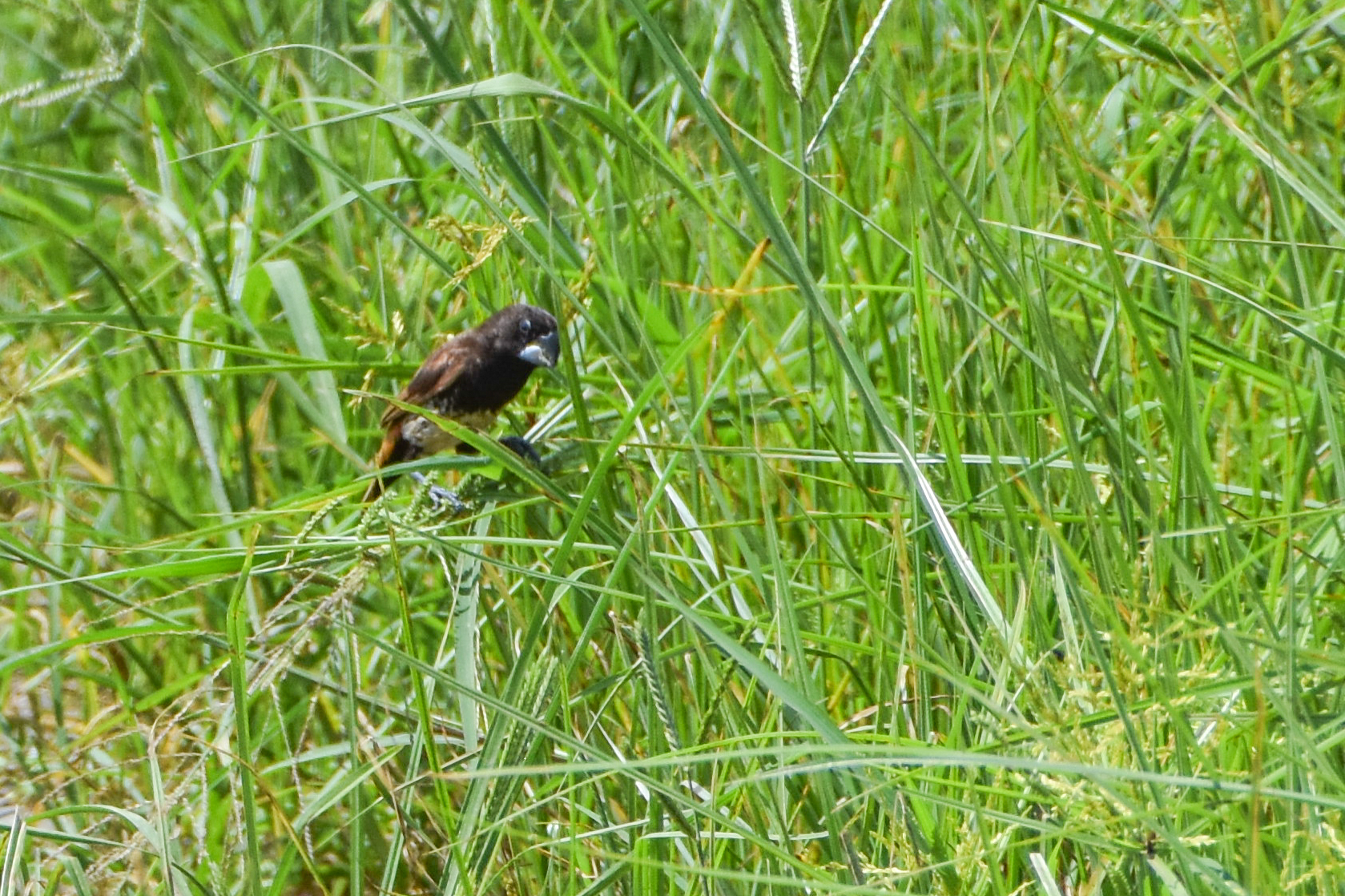 Buff-bellied Mannikin (Lonchura melaena), photo 4
