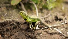 Stenocercus trachycephalus