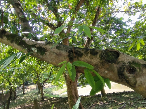 Saraca declinata observed 2023-11-13