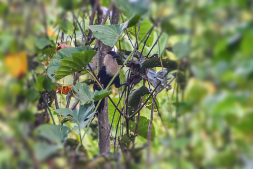 White-necked Coucal (Centropus ateralbus), photo 5
