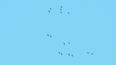 Rhynchopsitta terrisi