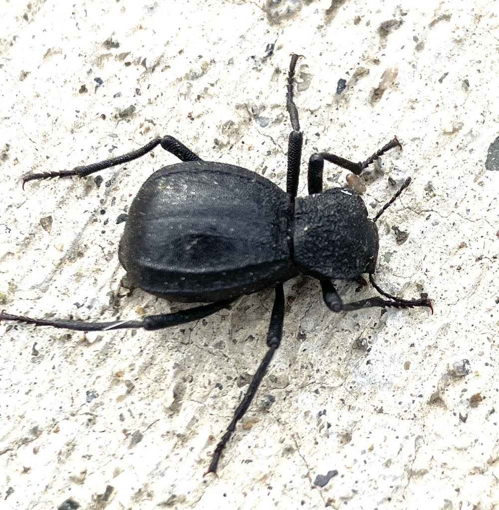 Philolithus densicollis