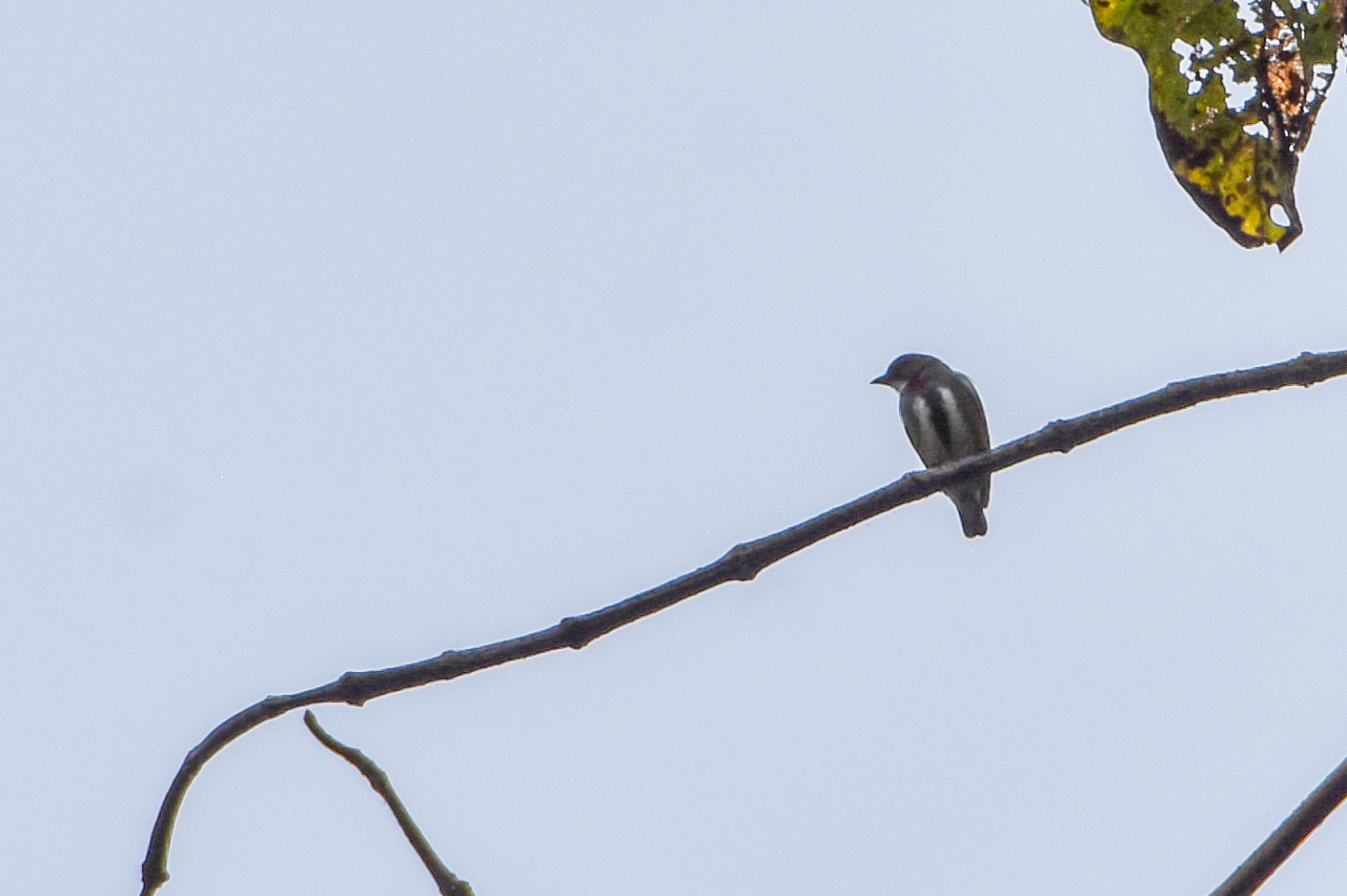 Red-banded Flowerpecker (Dicaeum eximium), photo 1