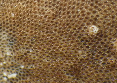 Cauloramphus echinus