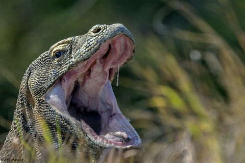 Komodo Dragon — seen at this dive site