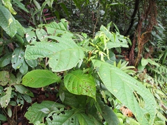Coccoloba tuerckheimii