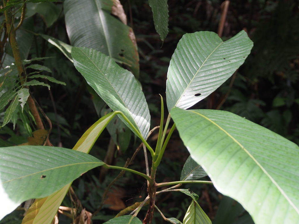 Pourouma minor