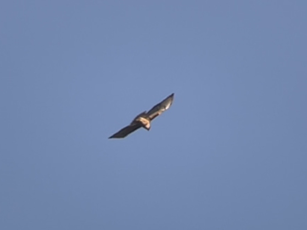 Approaching Hawk Red-tailed Hawk from Beverly Crest, Los Angeles, CA, US on November 12 ...