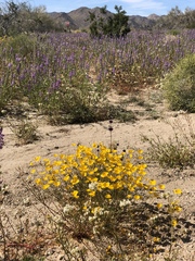 Eschscholzia androuxii
