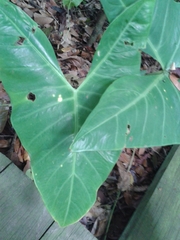 Alocasia longiloba