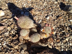 Mammillaria dioica