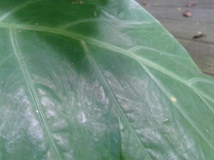 Alocasia longiloba