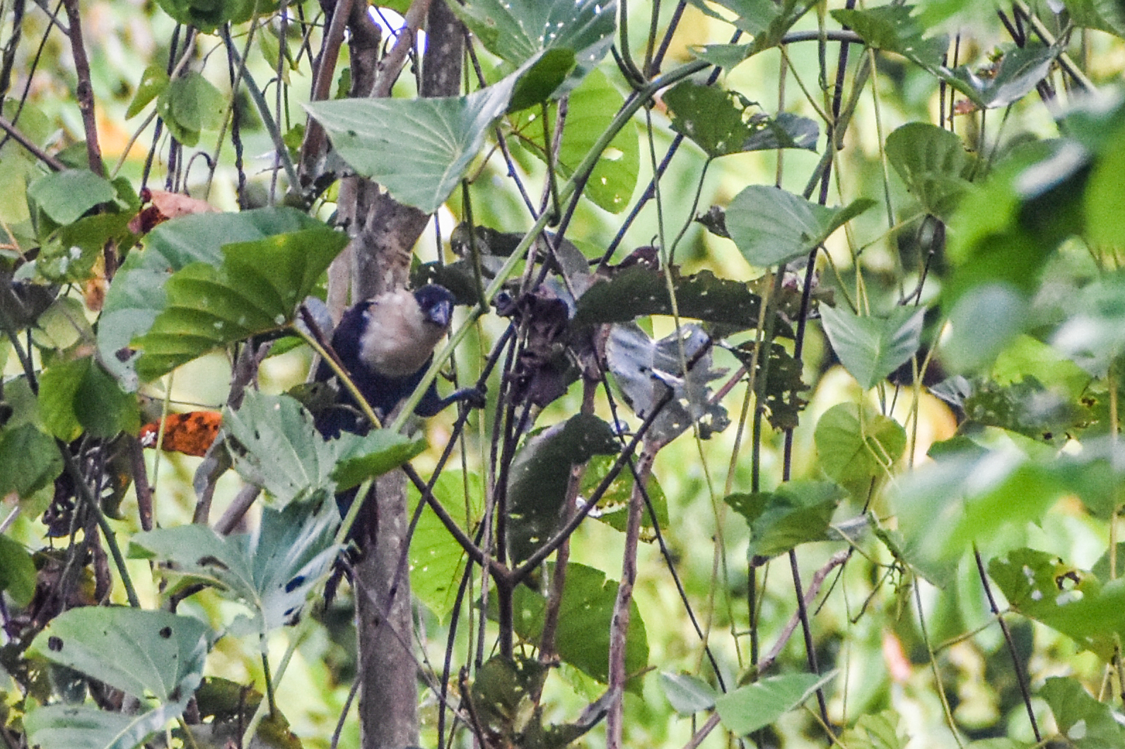 White-necked Coucal (Centropus ateralbus), photo 3