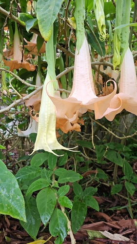 Brugmansia arborea, 2023-11-12