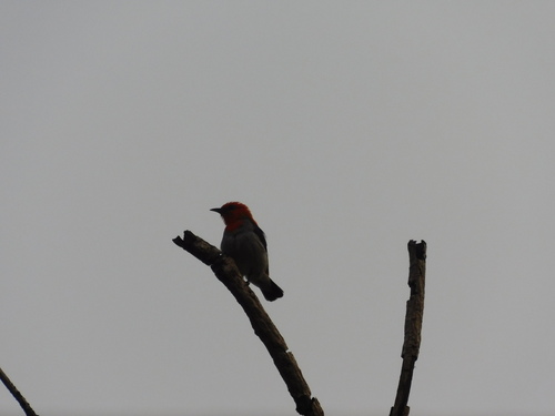 Scarlet-headed Flowerpecker (Dicaeum trochileum), photo 5