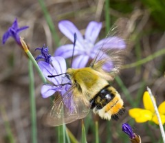 Hemaris tityus