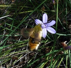 Hemaris tityus