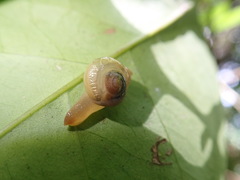 Helicarion perfragilis