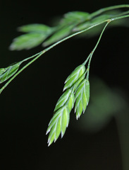Poa subinsignis