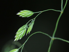 Poa subinsignis