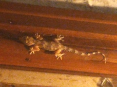 Hemidactylus mabouia