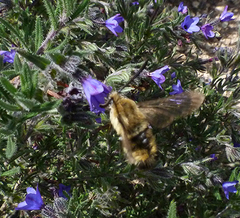 Hemaris tityus