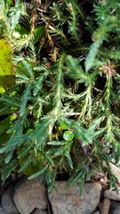 Kelleria multiflora