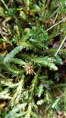 Kelleria multiflora