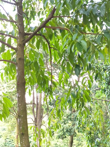 Scorodocarpus borneensis observed 2023-11-13