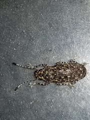Phoenicobiella chamaeropis
