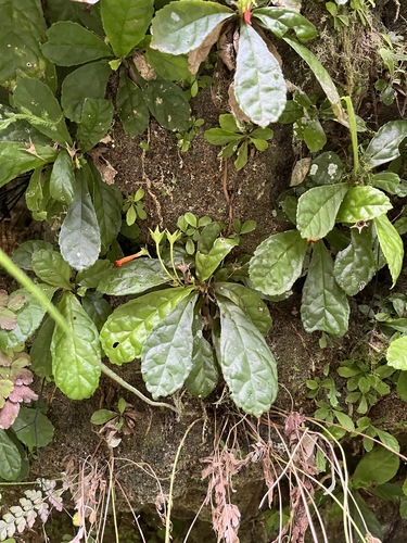 Image of Gesneria cuneifolia by (c) harrier, some rights reserved (CC BY)