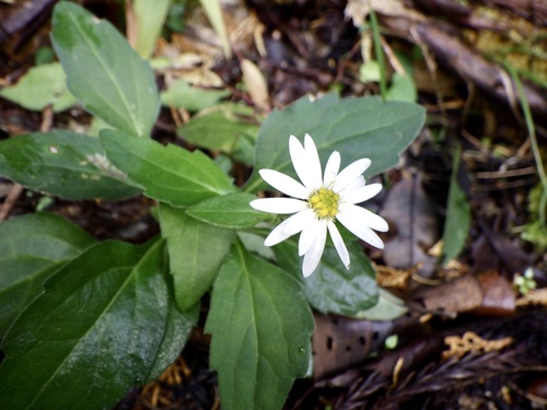 Aster microcephalus iNat (2)