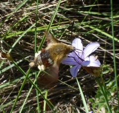 Hemaris fuciformis