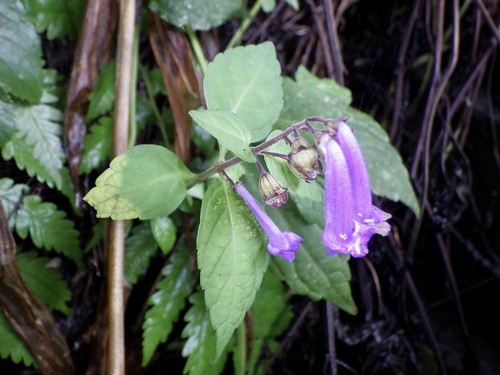 Heavenly Teacost (Isodon longitubus)
