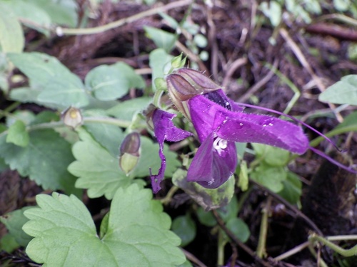 Salvia glabrescens iNat (1)