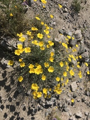 Eschscholzia papastillii