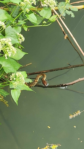 Asiatic Water Snake