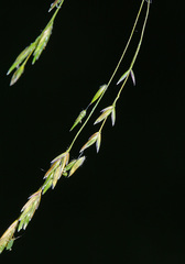 Poa ussuriensis
