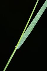Poa ussuriensis