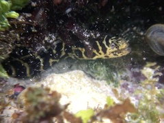 Chain Moray photo 5