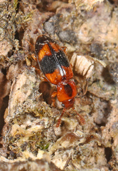 Phymaphora pulchella
