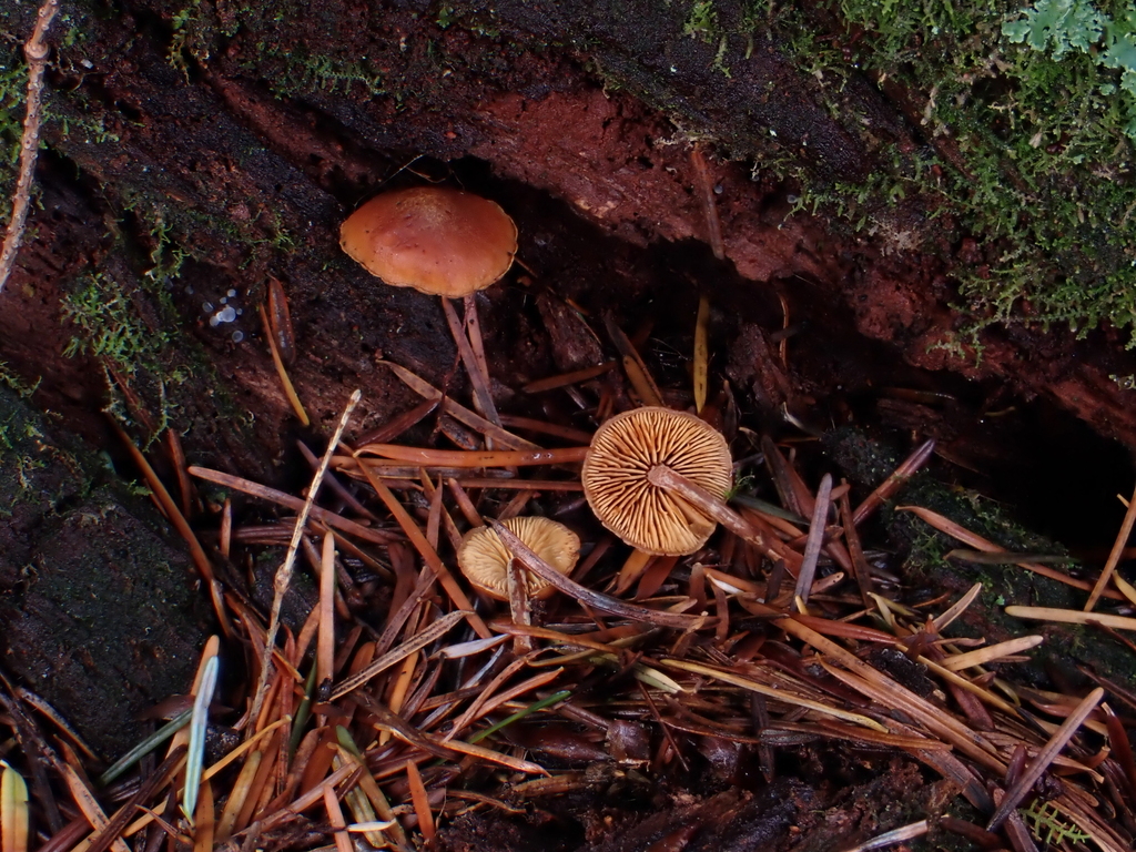 Gymnopilus sp. 'CA03'