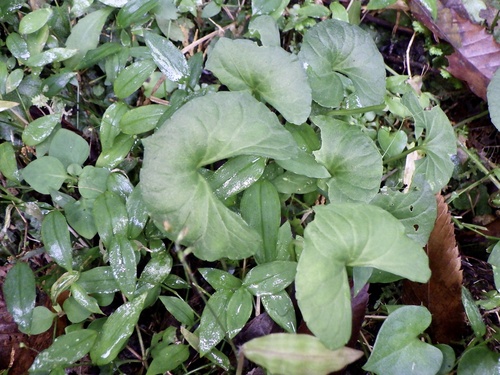 Viola hamiltoniana, photograph 5