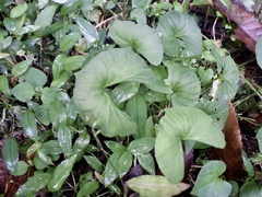 りなべる, CC BY, iNaturalist via GBIF Viola hamiltoniana, photograph りなべる, CC BY, iNaturalist via GBIF