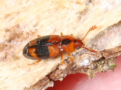 Phymaphora pulchella