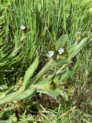Plagiobothrys collinus californicus