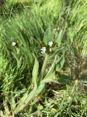 Plagiobothrys collinus californicus