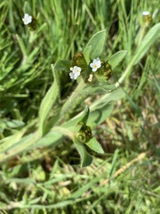 Plagiobothrys collinus californicus