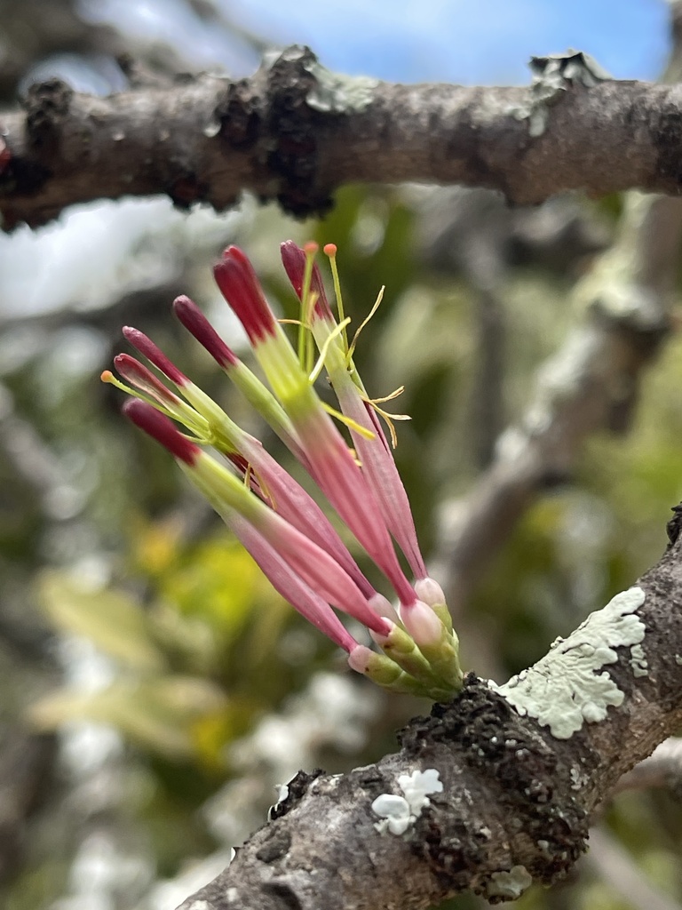 Oncocalyx bolusii